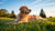 Is Grain Free Dog Food Good for Golden Retrievers? Understanding the Risks and Benefits
