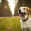 Is Grain-Free Dog Food Good for My Dog? Understanding the Benefits and Risks