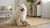 Is Grain Free Dog Food Good for Pitbulls? A Thoughtful Exploration for Your Best Friend