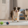 Is Grain Free Dog Food Good for Puppies? What Every Dog Owner Should Know