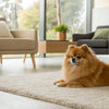 Is Grain Free Dog Food Good for Senior Dogs? What Every Pet Owner Should Know