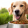 Is Grain-Free Dog Food Good for Them? Exploring the Truth Behind Diet Choices