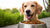 Is Grain-Free Dog Food Good for Them? Exploring the Truth Behind Diet Choices