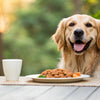 Is Grain Free Dog Food Good for Your Dog? Exploring the Benefits and Risks
