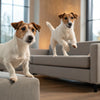 Is Grain-Free Dog Food Healthier? A Comprehensive Exploration