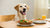 Is Grain Free Dog Food Low Carb? Exploring Dietary Choices for Your Furry Friend