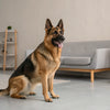 Is Grain-Free Dog Food Safe? Understanding the Controversy