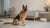 Is Grain-Free Dog Food Safe? Understanding the Controversy