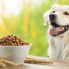 Is Grain-Free Food Bad for Your Dog? The Truth Behind the Trend
