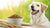 Is Grain-Free Food Bad for Your Dog? The Truth Behind the Trend