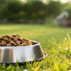 Is Grain-Free Food Good for Your Dog? Understanding the Debate