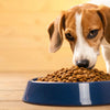 Is Grain-Free Food Really Bad for Dogs? Understanding the Controversy