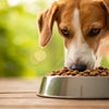 Is Grain Free Kibble Bad for Dogs? Understanding the Controversy