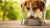 Is Grain Free Kibble Bad for Dogs? Understanding the Controversy
