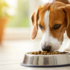 Is Grain-Free or Grain Food Better for Dogs? Understanding Your Pet's Nutritional Needs
