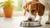 Is Grain-Free or Grain Food Better for Dogs? Understanding Your Pet's Nutritional Needs
