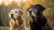 Is High Protein Dog Food Good for Older Dogs? Exploring the Nutritional Needs of Senior Pups-141042811119