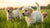 Is High Protein Dog Food Good for Puppies? Understanding the Right Nutrition for Our Growing Pups