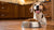 Is High Protein Dog Food Good for Weight Loss?