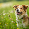 Is High Protein Dog Food Good for Your Furry Friend?