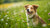 Is High Protein Dog Food Good for Your Furry Friend?