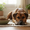 Is High Protein Dry Food Good for Dogs? Understanding Nutritional Needs for Optimal Health