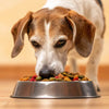 Is High Protein Food Good for Older Dogs? Exploring the Nutritional Transition for Senior Dogs