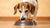 Is High Protein Food Good for Older Dogs? Exploring the Nutritional Transition for Senior Dogs