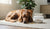 Is Higher Protein Dog Food Better? Exploring the Nutritional Needs of Our Furry Friends