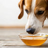 Is Honey Good for Dogs? Exploring the Sweet Benefits and Precautions