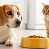 Is It Alright for Dogs to Eat Cat Food?