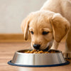 Is It Bad for a Puppy to Eat Dog Food? Understanding Puppy Nutrition