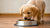 Is It Bad for a Puppy to Eat Dog Food? Understanding Puppy Nutrition