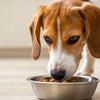 Is It Bad for Adult Dogs to Eat Puppy Food? Understanding the Nutritional Needs of Canine Companions