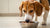 Is It Bad for Adult Dogs to Eat Puppy Food? Understanding the Nutritional Needs of Canine Companions