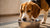 Is It Bad for Dogs to Drink Water After Exercise? Understanding Hydration Needs