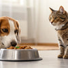 Is It Bad for Dogs to Eat Cat Food? Understanding the Nutritional Risks