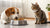 Is It Bad for Dogs to Eat Cat Food? Understanding the Nutritional Risks