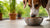 Is It Bad for Dogs to Eat Dry Cat Food? Understanding the Risks and Nutritional Needs