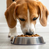 Is it Bad for Dogs to Eat Frozen Food? Understanding the Benefits and Risks