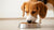 Is It Bad for Dogs to Eat Warm Food? Exploring the Safety and Benefits of Temperature in Dog Meals-140294586607