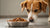 Is It Bad for Dogs to Eat Wet Cat Food? Understanding the Risks-140211880175