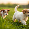Is It Bad for Puppies to Eat Adult Dog Food? Understanding Your Puppy’s Nutritional Needs