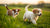 Is It Bad for Puppies to Eat Adult Dog Food? Understanding Your Puppy’s Nutritional Needs