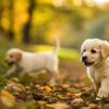 Is it Bad for Puppies to Eat Dog Food?