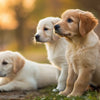 Is It Bad for Puppies to Eat Regular Dog Food? Understanding Your Pup's Nutritional Needs