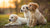 Is It Bad for Puppies to Eat Regular Dog Food? Understanding Your Pup's Nutritional Needs