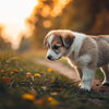 Is It Bad if a Puppy Eats Adult Dog Food? Understanding Your Puppy’s Nutritional Needs