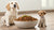 Is It Bad If My Adult Dog Eats Puppy Food? Understanding the Nutritional Differences