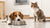 Is It Bad If My Dog Eats Cat Food? Understanding the Risks and Solutions-140403540207